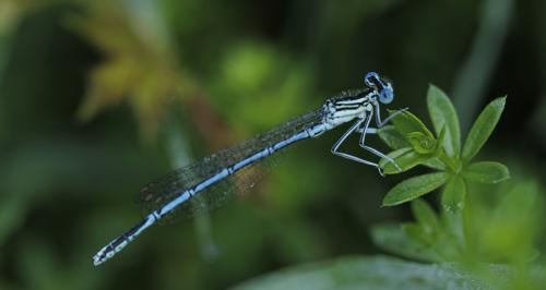 Réf. 346 623 : Platycnemis pennipes